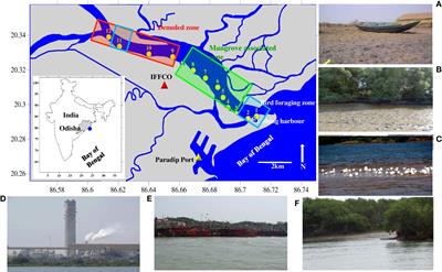 Macrobenthic community of an anthropogenically influenced mangrove associated estuary on the East coast of India: An approach for ecological assessment